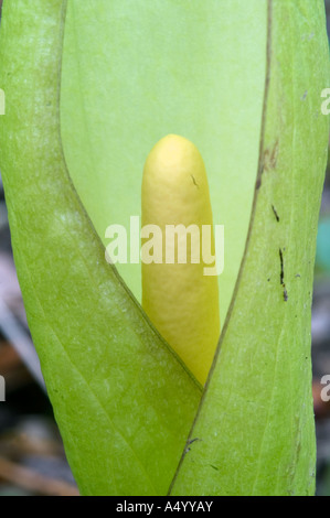 Lords und Ladies Arum Maculatum Frühling cornwall Stockfoto