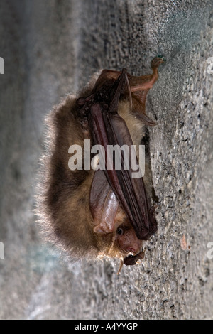 braune lange eared Hieb Langohrfledermäuse Auritus Schlafplatz auf einer Wand-cornwall Stockfoto