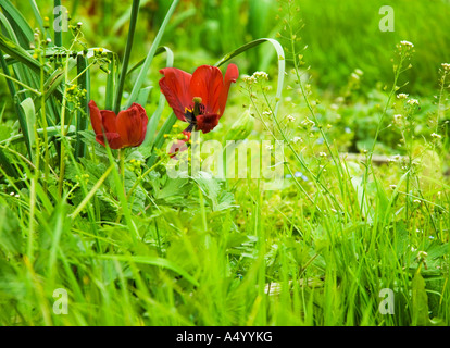 Zwei rote Mohnblumen in ungepflegten Rasen wachsen. Stockfoto