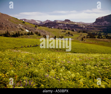 Pferd-Pack Zeichenfolge aus einem Hochpass in Targhee National Forest an der Idaho und Wyoming Grenze bergab in Richtung Stockfoto