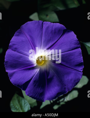 MORNING GLORY "HEAVENLY BLUE" (IPOMOEA TRICOLOR) Stockfoto