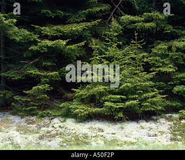 JUNGE FICHTE (PICEA SP.) / MAINE Stockfoto
