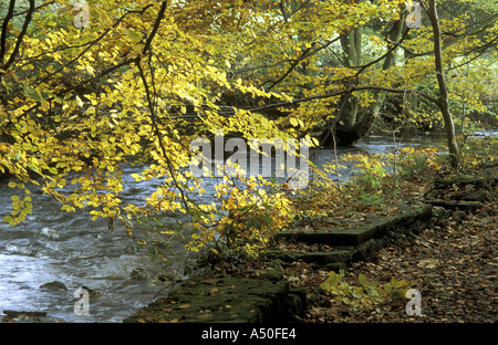 HERBSTFARBEN IN BUCHE BAUM ÜBERHÄNGENDEN OLDHAY BACH ENGLISCH PENNINES Stockfoto