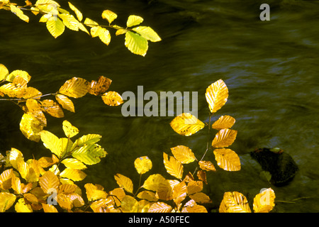 HERBST GELB DER BLÄTTER VON EINER BUCHE Stockfoto