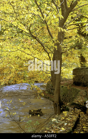 BUCHE IN HERBSTLICHEN FARBEN PENNINES ENGLAND Stockfoto