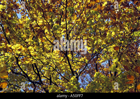 HERBSTFARBEN IN BUCHE BAUMBLÄTTER Stockfoto