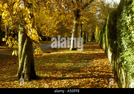 BUCHE IM HERBST CAVENDISH AVENUE DORE SHEFFIELD Stockfoto