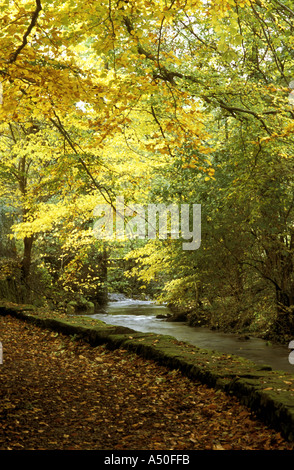 HERBST WANDERUNG ENTLANG EINES BACHES PENNINE Stockfoto