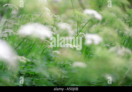 Filigrane wilde Blumen/wildflowers - Queen Anne's Lace-Daucus carota in Valley Forge Park PA, USA Stockfoto