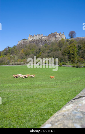 RINDER IN EINEM FELD UNTERHALB STIRLING CASTLE SCHOTTLAND Stockfoto