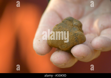 Trüffel in einer Hand bei La Truffe de Ventoux Trüffel Bauernhof, Vaucluse, Rhône, Provence, Frankreich Stockfoto