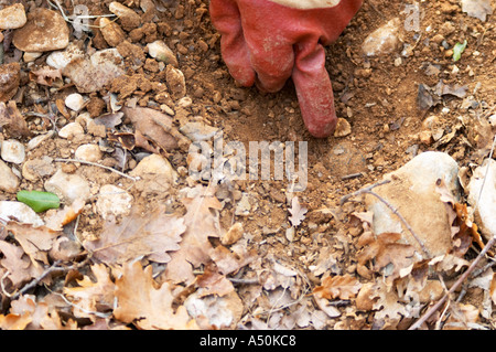 Einem behandschuhten Finger zeigt auf eine Trüffel im Boden auf La Truffe de Ventoux Trüffel Bauernhof, Vaucluse, Rhône, Provence, Frankreich Stockfoto