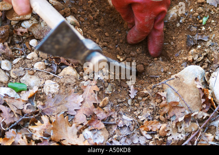 Eine Abholung und eine Hand, die Aufdeckung einer Trüffels bei La Truffe de Ventoux Trüffel Farm, Vaucluse, Rhône, Provence, Frankreich Stockfoto