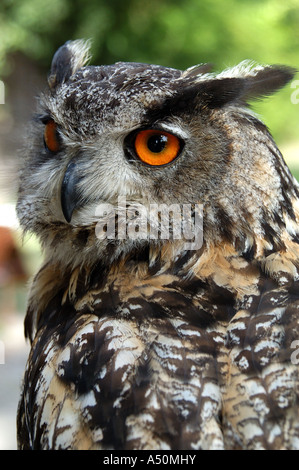 Eule beim open Air Avery in den Herrenhäuser Gärten, Prag Tschechische Republik Stockfoto