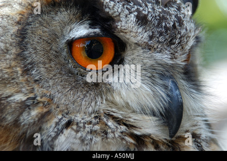 Nahaufnahme von Owl beim open Air Avery in den Herrenhäuser Gärten, Prag Tschechische Republik Stockfoto