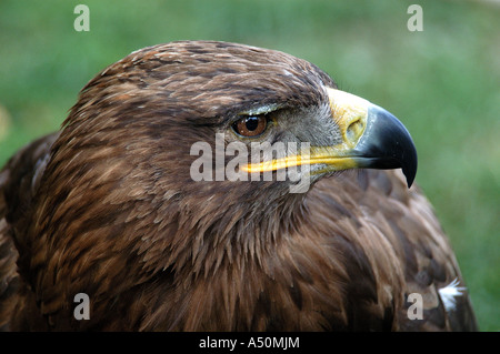 Adler beim open Air Avery in den Herrenhäuser Gärten, Prag Tschechische Republik Stockfoto