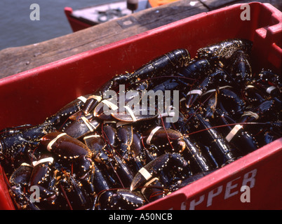 Schachtel mit Hummer bereit, auf den Markt nach Wesen aus gehen von einem Fischerboot im Hafen von Whitby geladen Stockfoto