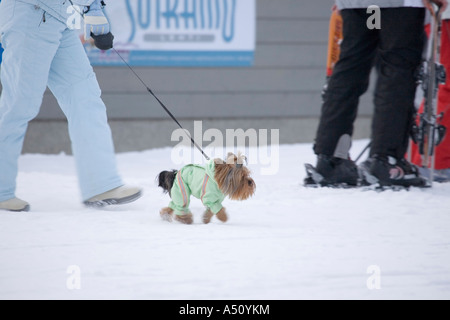 kleiner Hund tragen Winterjacke, Vuokatti Finnland Stockfoto
