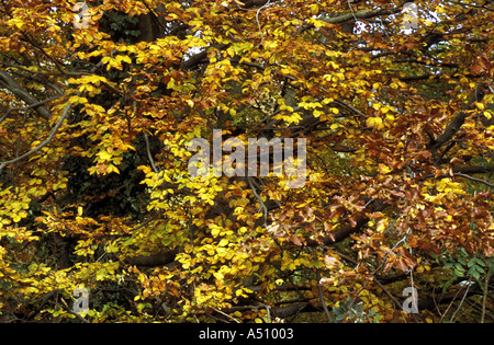 HERBSTLAUB AUF BUCHE BAUM WHIRLOW BRÜCKE SHEFFIELD SOUTH YORKSHIRE ENGLAND Stockfoto