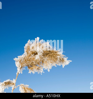 Phragmites Australis gegen blauen Himmel Stockfoto