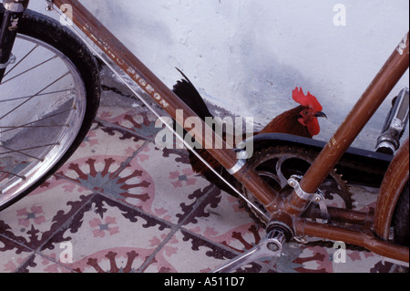 Ein Hahn mit Fahrrad auf spanische Fliesen in einem kubanischen Haus in Havanna Kuba Stockfoto