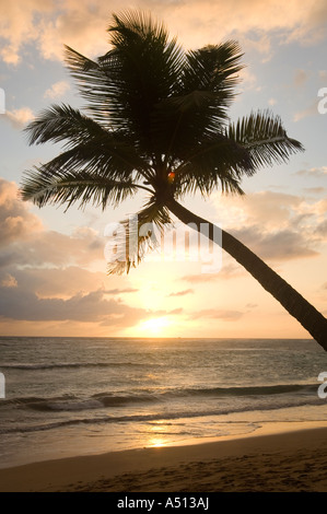Sonnenaufgang über dem Meer hinter Palme bei Uvero Alto in der Nähe von Playa Del Macao und Punta Cana in der Dominikanischen Republik Stockfoto