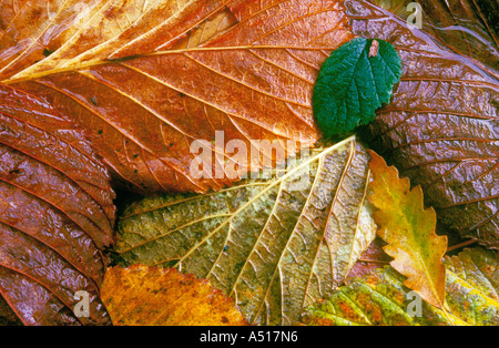 Waldboden Herbst, Rivington, Lancashire, England Stockfoto