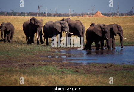 Gruppe Elefant am Wasserloch Matusadona Nationalpark Simbabwe Afrika Stockfoto