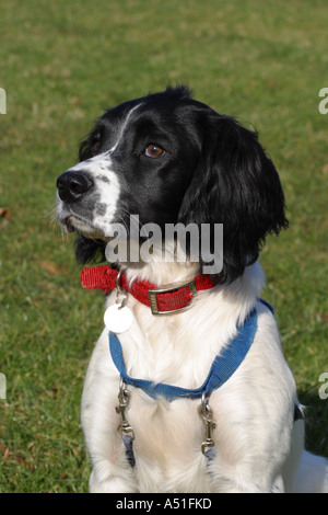 Springer Spaniel Hund sechs Monate tragen ein Training Geschirr und Halsband Stockfoto