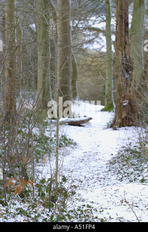 Winter in einem Buche Baum Holz Somerset England Stockfoto