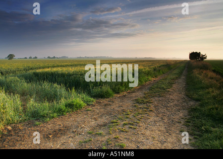 Sonnenaufgang auf einem Feld in Suffolk, UK Stockfoto