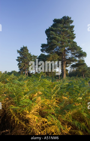 Knettishall Heide in Suffolk, UK Stockfoto