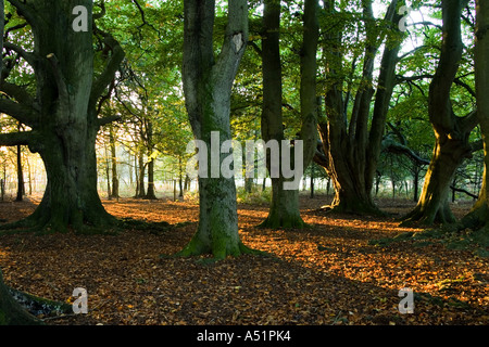 Wald am Knettishall Heath in Suffolk, UK Stockfoto