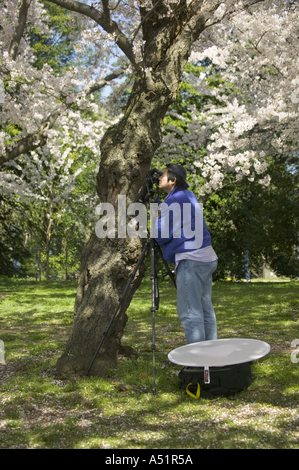 Mann, der während der jährlichen Kirschblütenfest in Washington DC USA Nahaufnahme Makroaufnahme der Kirschblüte Stockfoto