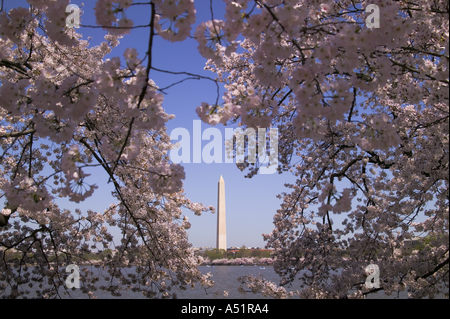 Kirschblüten umrahmen das Washington Monument entlang dem Potomac Tidal Basin Washington DC USA Stockfoto