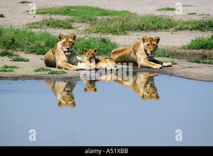 Zwei Löwinnen und eine Hälfte gewachsen Cub Serengeti Nationalpark Tansania Ostafrika Stockfoto