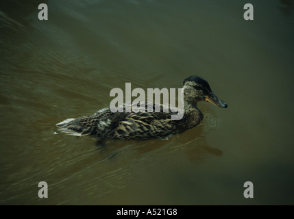 Entlein der Stockente (Anas Platyrhynchos) im Vereinigten Königreich Stockfoto