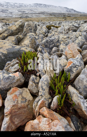 Hohen Farn Blechnum Magellanicum wächst in Falkland Stein ausgeführt Stockfoto