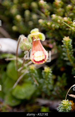 Lady s Slipper Calceolaria Fothergillii wächst in den Falkland-Inseln Stockfoto