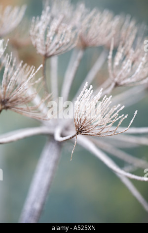 Wild Angelica Angelica Sylvestris im winter Stockfoto