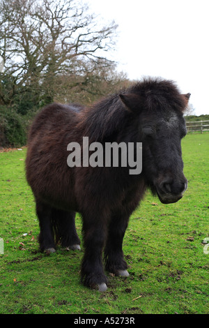 Shetland-Pony im New Forest Nationalpark Hampshire England Stockfoto