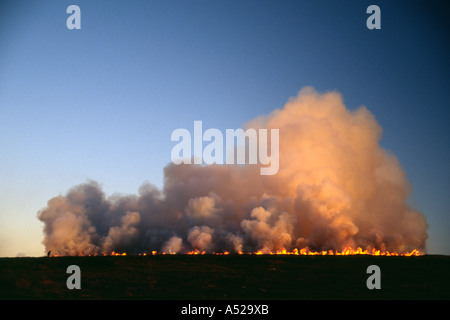 Rauch steigt aus der Verbrennung von Heidekraut moorland Stockfoto