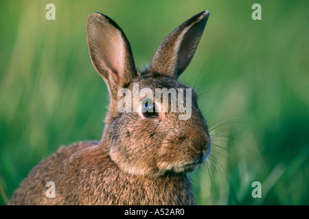 Wildkaninchen Oryctolagus Cuniculus Kopf und Oberkörper Stockfoto