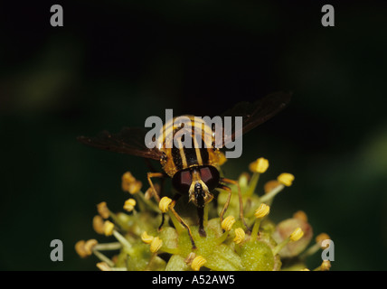 Sunfly auf Blume (Helophilus pendelnden) im Vereinigten Königreich Stockfoto