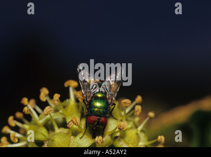 Greenbottle auf Blume (Lucilia Caesar) im Vereinigten Königreich Stockfoto