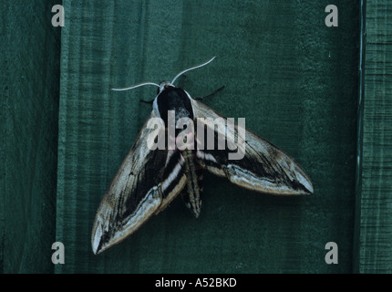 Liguster Hawkmoth (Sphinx Ligustri) am Zaun im Vereinigten Königreich Stockfoto