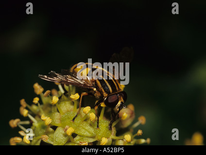 Sunfly auf Blume (Helophilus pendelnden) im Vereinigten Königreich Stockfoto