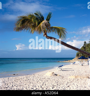 Einsame Palme lehnt sich über klassische idyllischen Wüsteninsel Art Strand von Long Bay Antigua Karibik Stockfoto