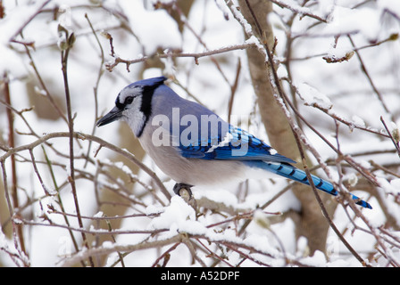 Blue Jay Cyanocitta Cristata Perched auf Schnee bedeckt Branch Floyd County Indiana Stockfoto