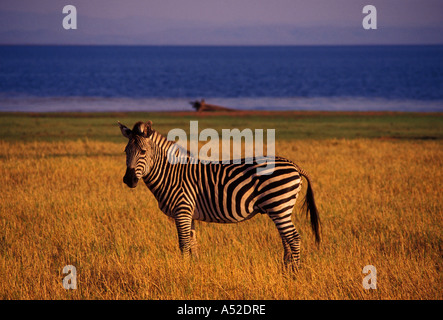 Burchell Zebra, Bumi Hills Area, Kariba See, Mashonaland West Province, Simbabwe, Afrika Stockfoto